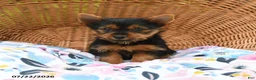 Yorkshire Terrier dogs for sale: Tucker - Ad 1