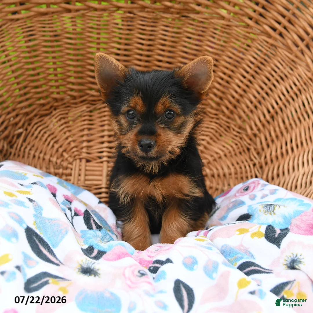 Yorkshire Terrier dogs for sale: Tucker - Ad 1