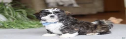 Shih Tzu dogs for sale: Charles - Ad 4