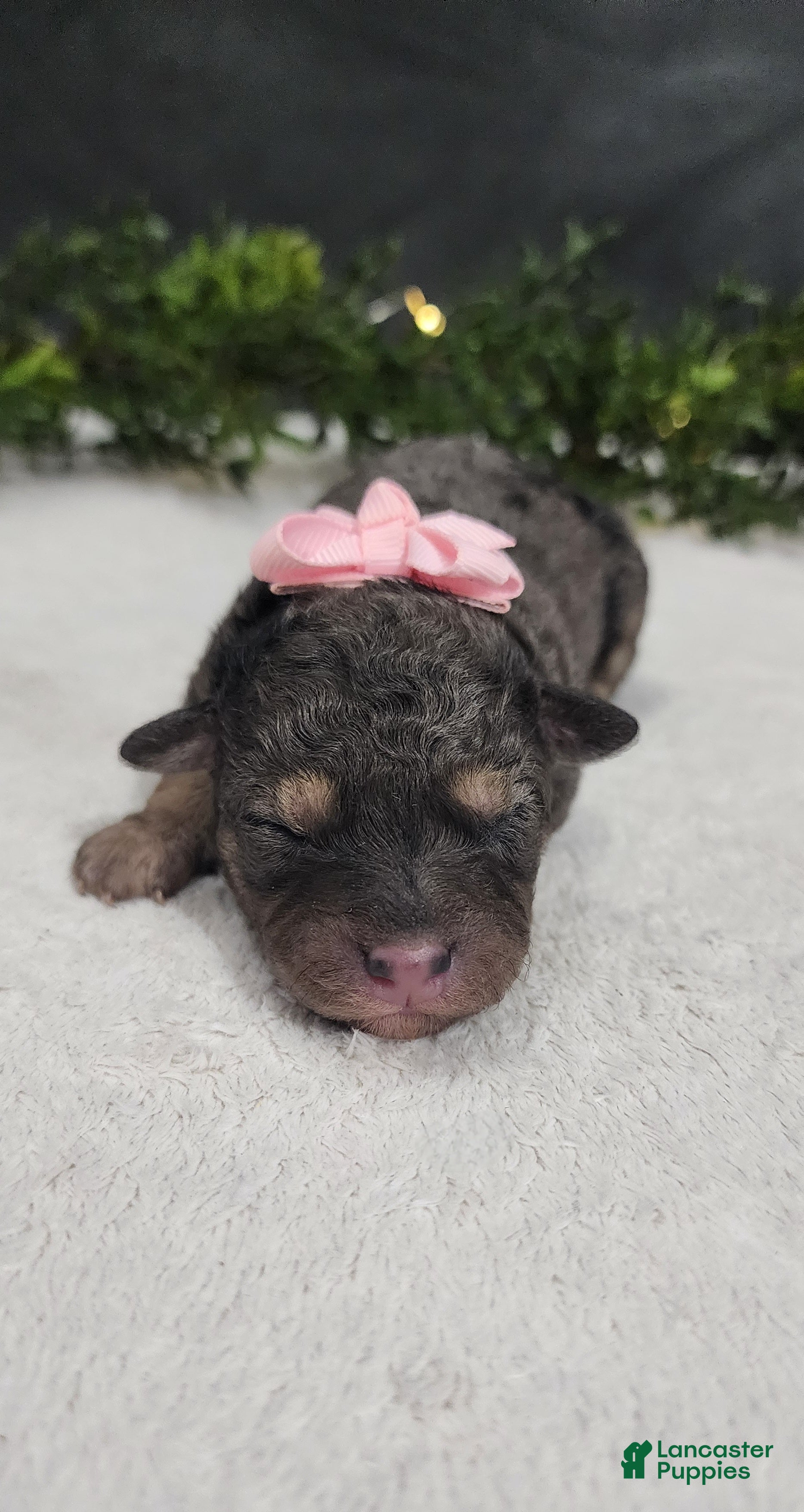 Miniature Poodle dogs Grace - Ad 26