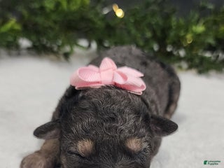 Miniature Poodle dogs Grace - Ad 26