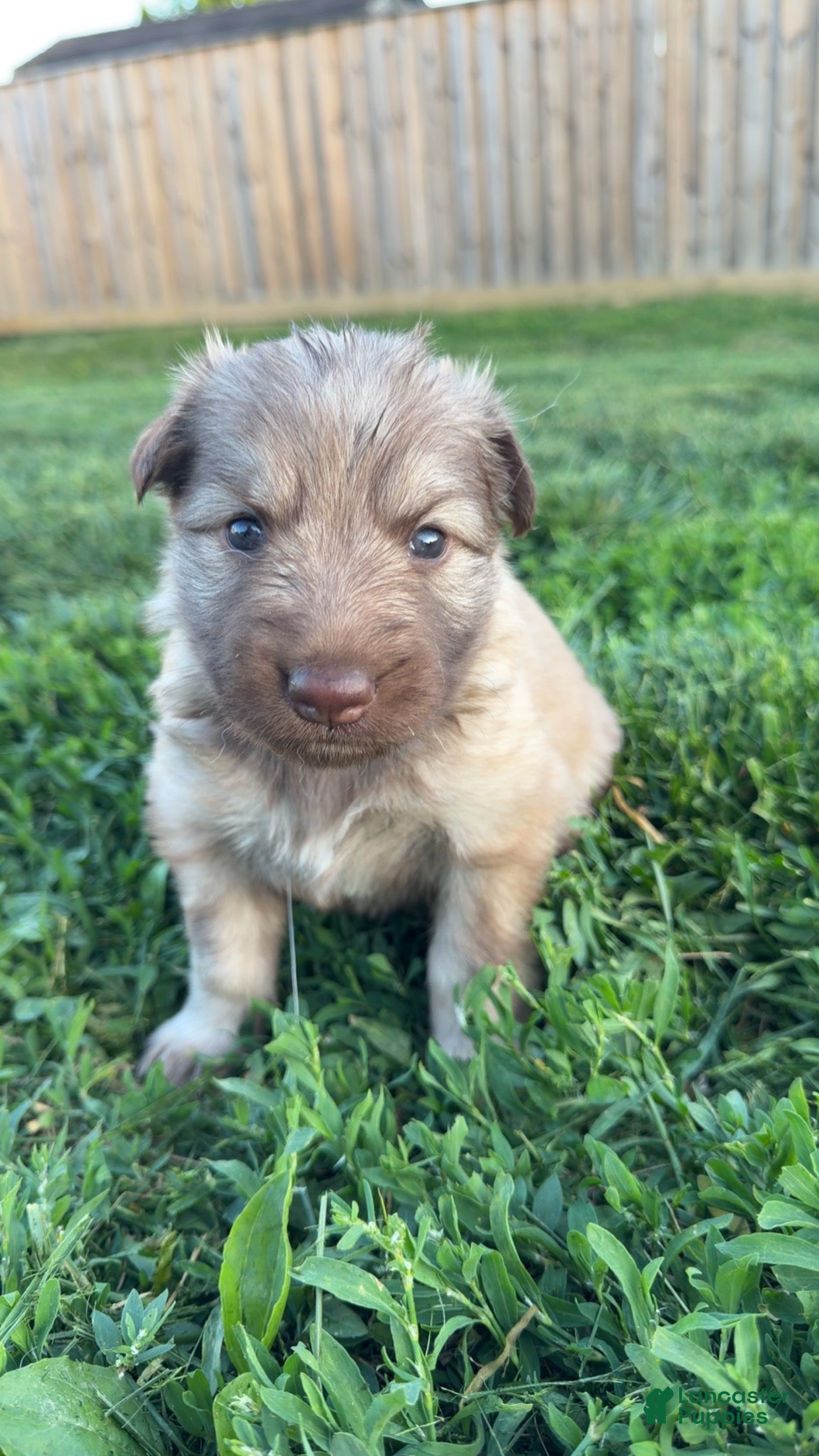 German Shepherd dogs German Shepherd Puppy 1 - Ad 35