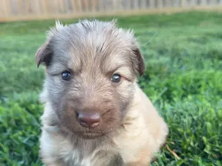 German Shepherd dogs German Shepherd Puppy 1 - Ad 35