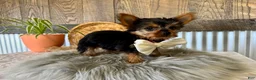 Yorkshire Terrier dogs for sale: Trey - Ad 4