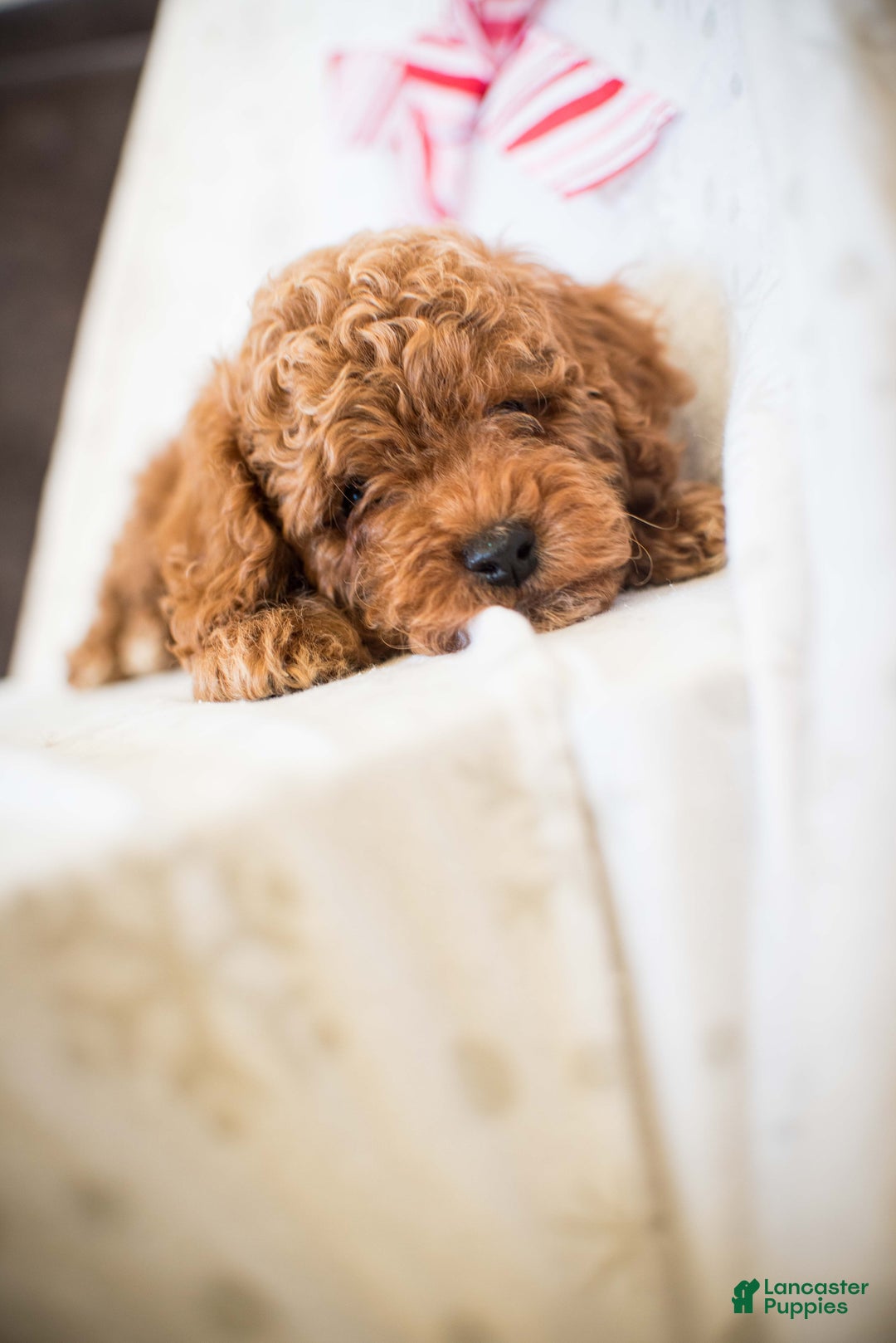 Miniature Poodle dogs for sale: Cinnamon Spice - Ad 8