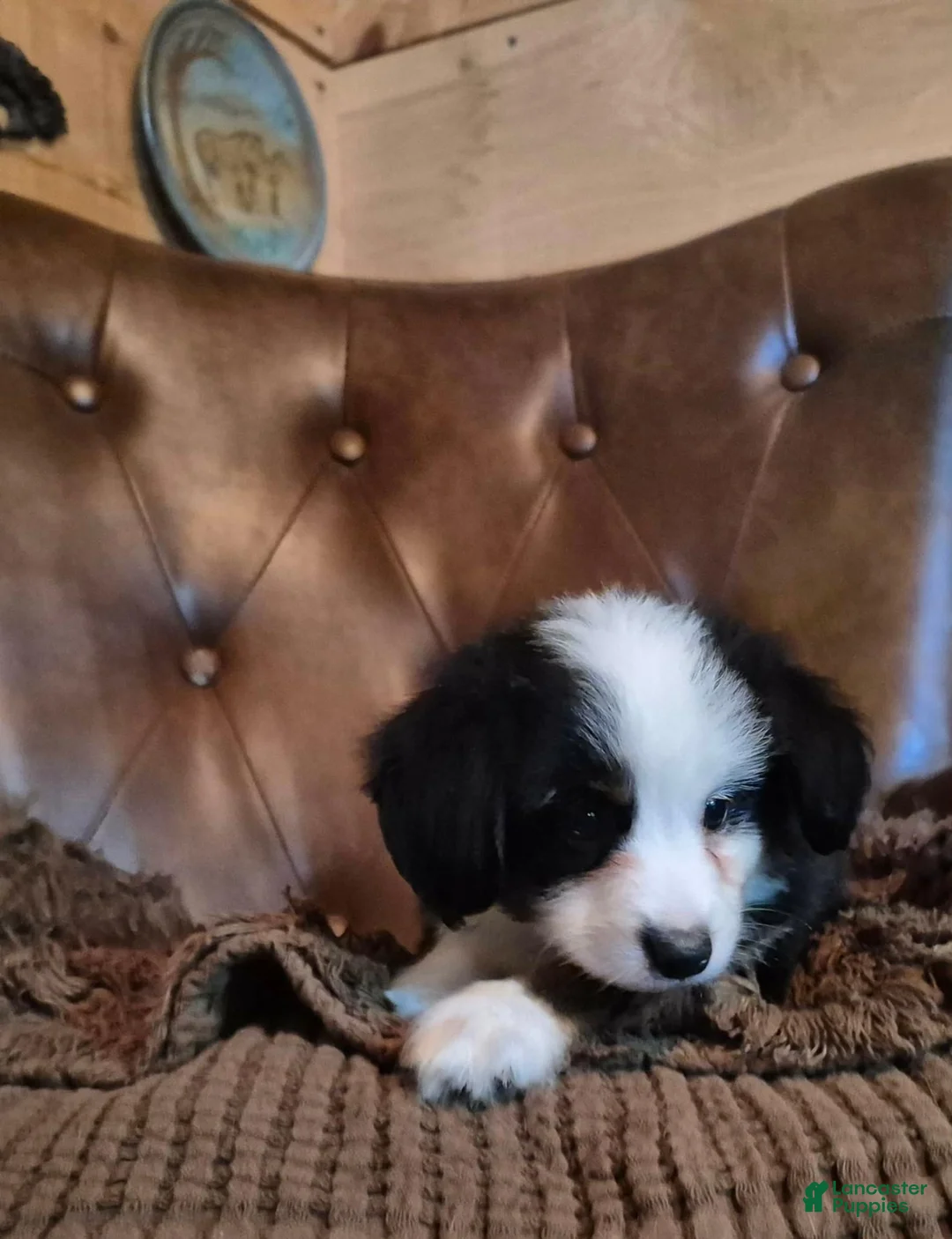 Toy Australian Shepherd dogs for sale: Toy Australian Shepherd 1 - Ad 1