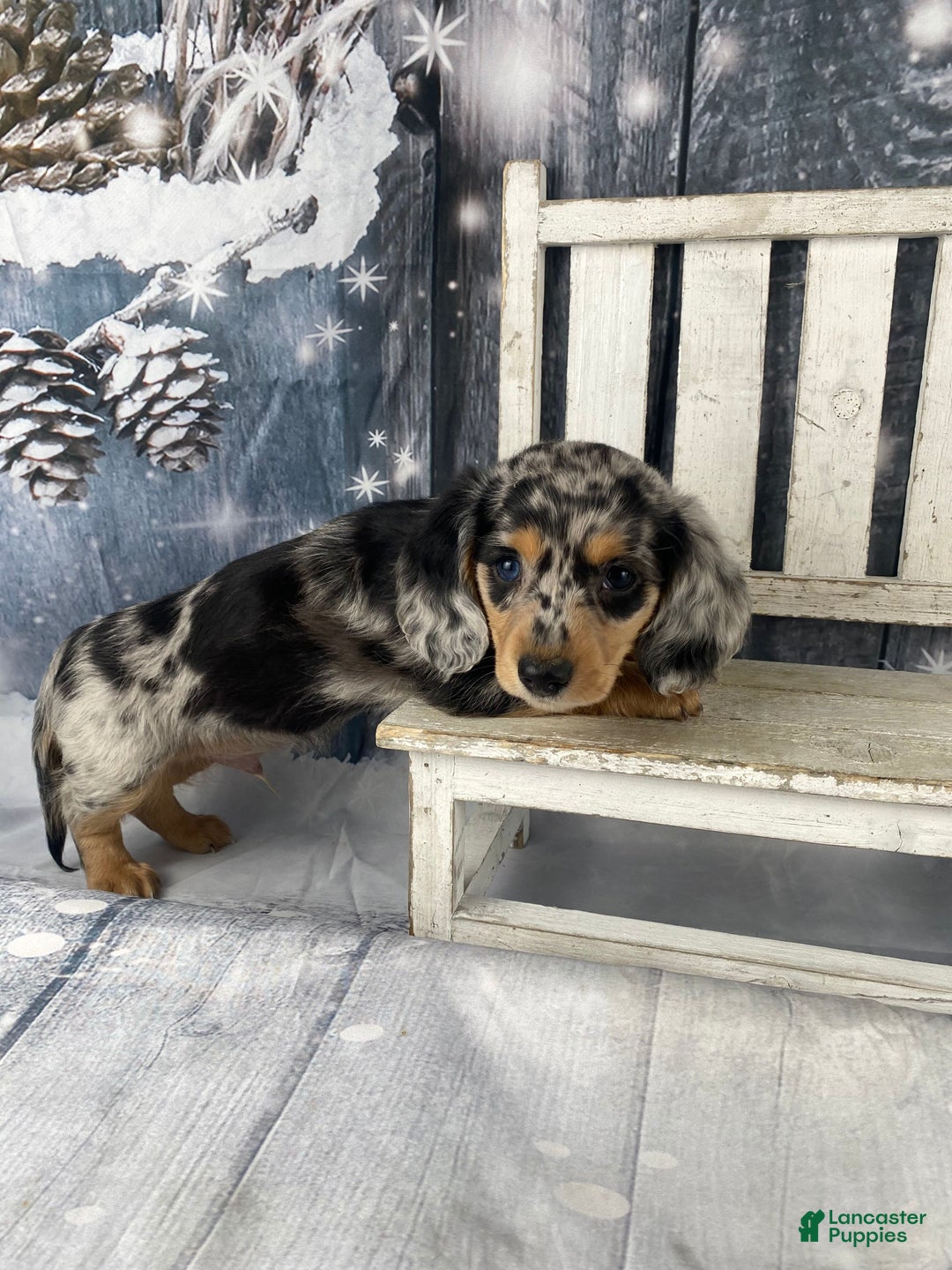 Miniature Dachshund dogs for sale: Max - Ad 10