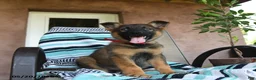 German Shepherd dogs for sale: Gertrude - Ad 2