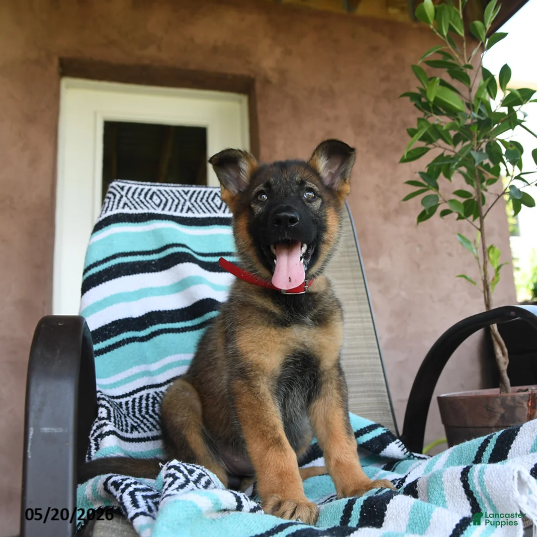 German Shepherd dogs for sale: Gertrude - Ad 2