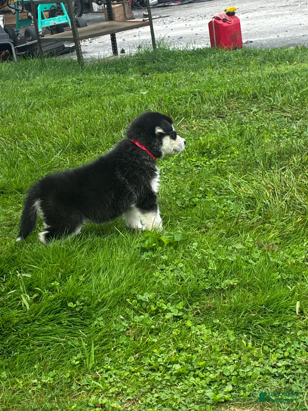 Alaskan Malamute dogs for sale: Zora - Ad 1