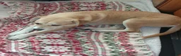Mixed Breed dogs for sale: Mixed Breed 1 - Ad 1