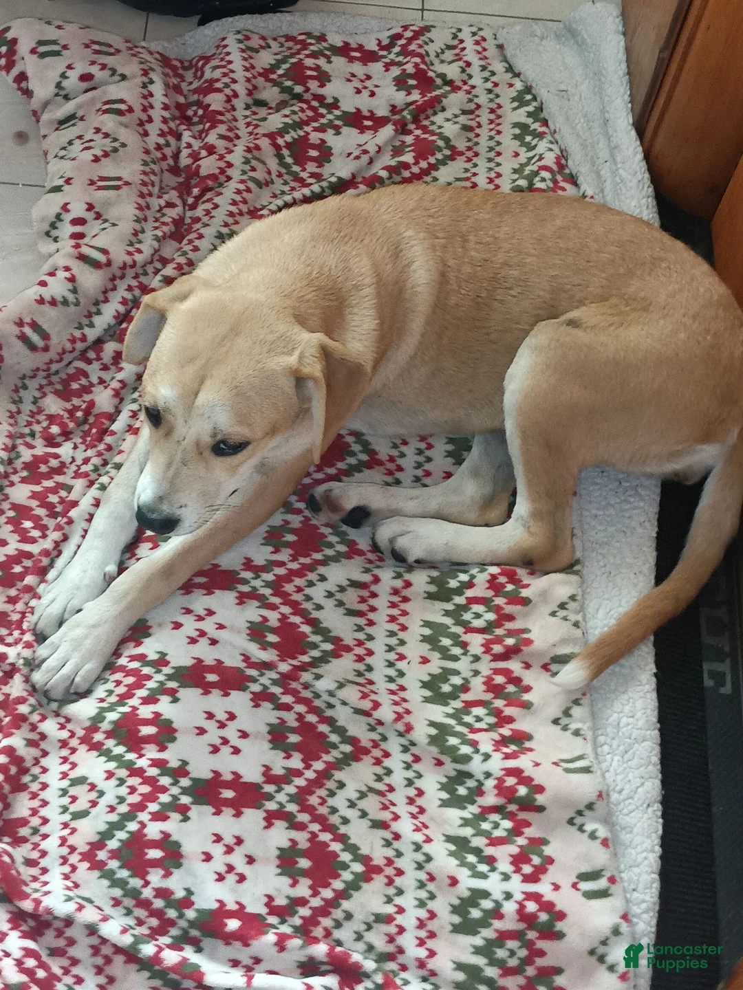 Mixed Breed dogs for sale: Mixed Breed 1 - Ad 1