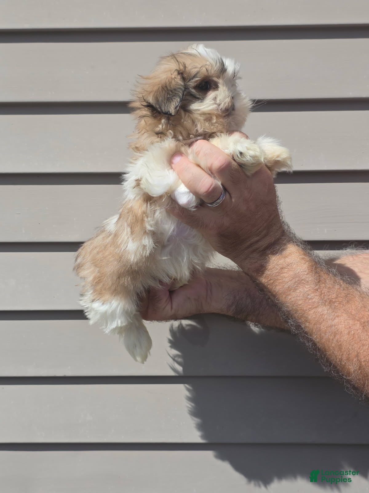 Shih Tzu dogs for sale: Shih Tzu lucas - Ad 2