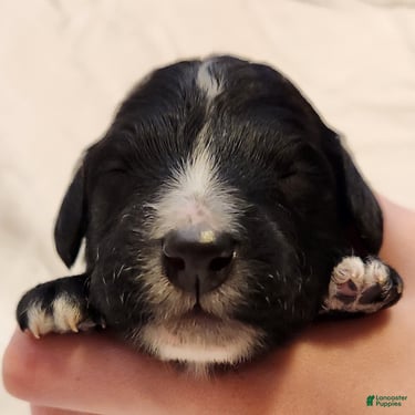 Mini Aussiedoodle dogs for sale: Trixie_Female Tri-Color Possible Phantom - Ad 9