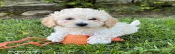 Bichpoo dogs for sale: Jill - Ad 2