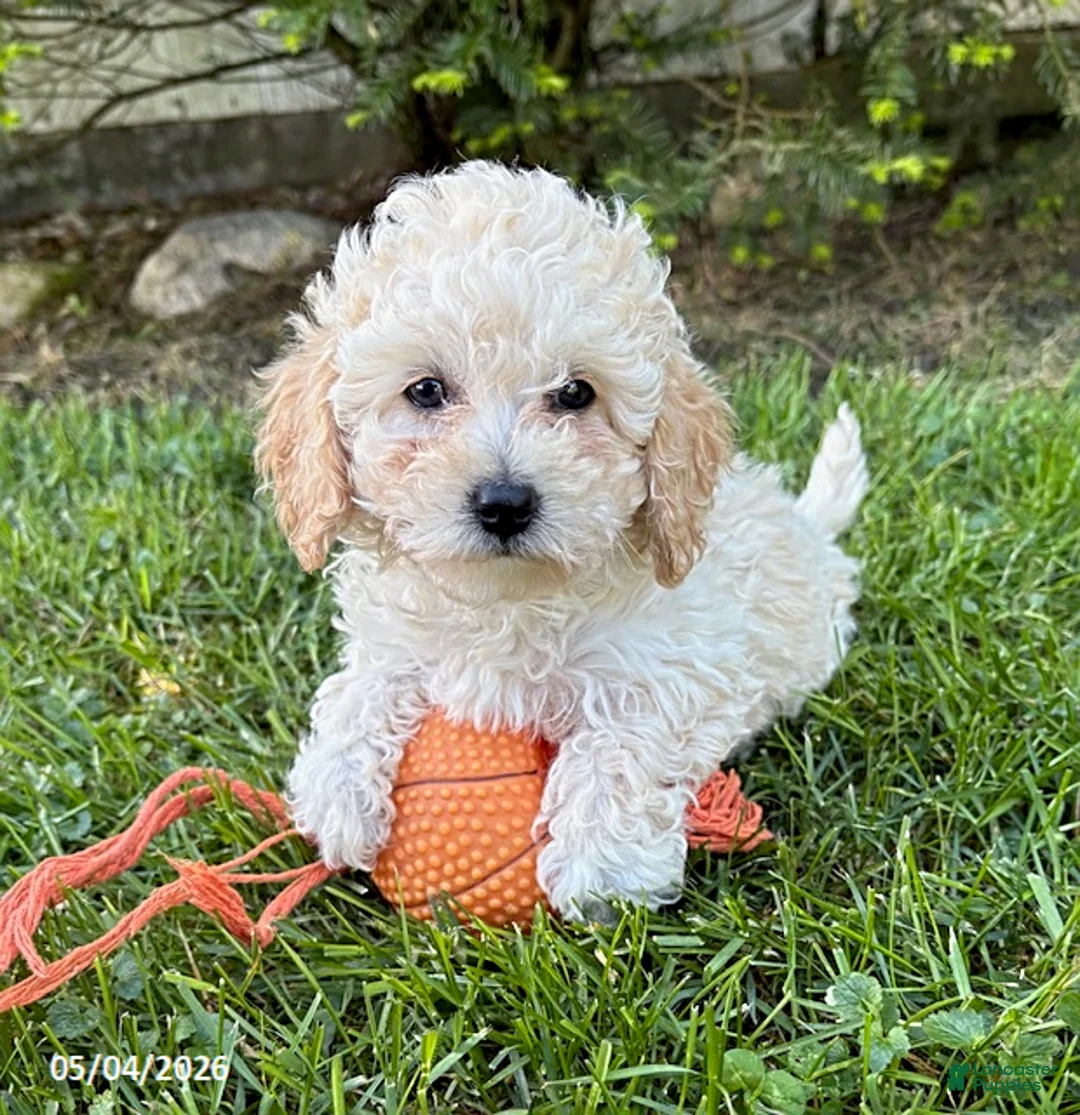 Bichpoo dogs for sale: Jill - Ad 2