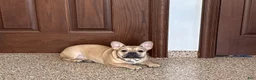 French Bulldog dogs for sale: Sandy - Ad 6