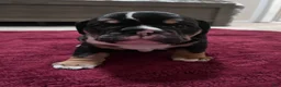 Mixed Breed dogs for sale: Black Tri - Ad 1