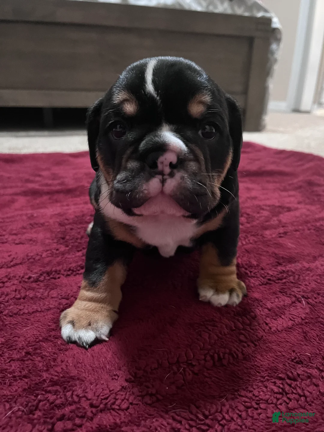 Mixed Breed dogs for sale: Black Tri - Ad 1