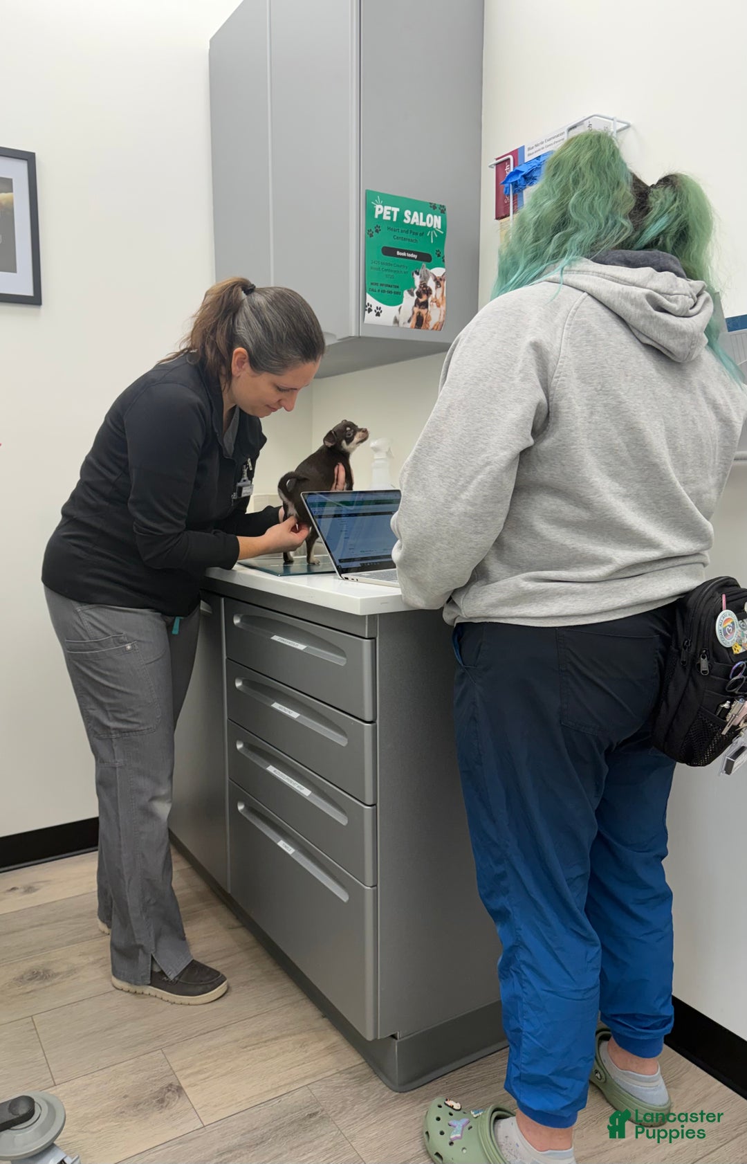 Chihuahua dogs for sale: Chihuahua Puppy 1 - Ad 5