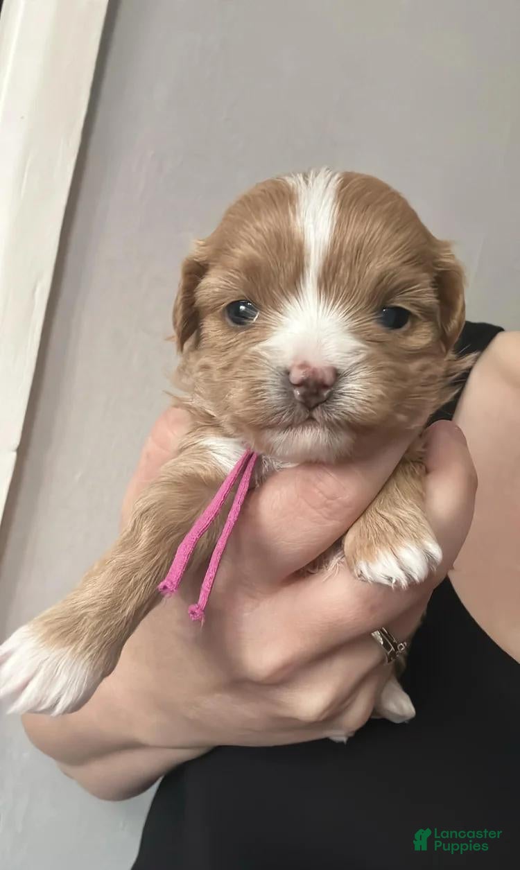 Maltipoo dogs Lora - Ad 42