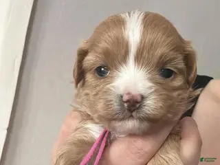 Maltipoo dogs Lora - Ad 42