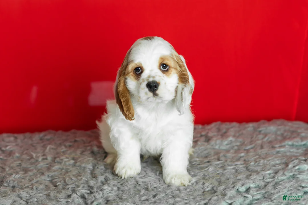 Cocker Spaniel dogs for sale: Freckles  - Ad 8