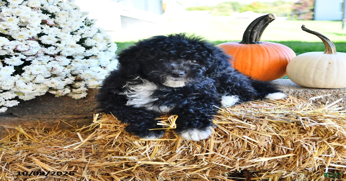 Mini Aussiedoodle Puppies for sale in Erie, Pennsylvania | Lancaster ...