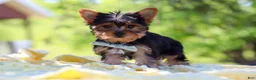 Yorkshire Terrier dogs for sale: Drake - Ad 9