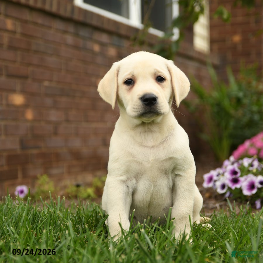 Lily