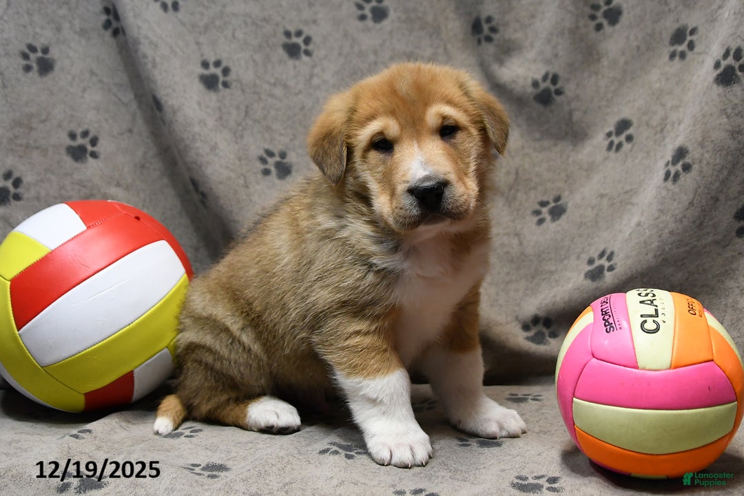 Mixed Breed dogs for sale: Kipper - Ad 1