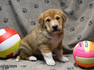 Mixed Breed dogs Kipper - Ad 23