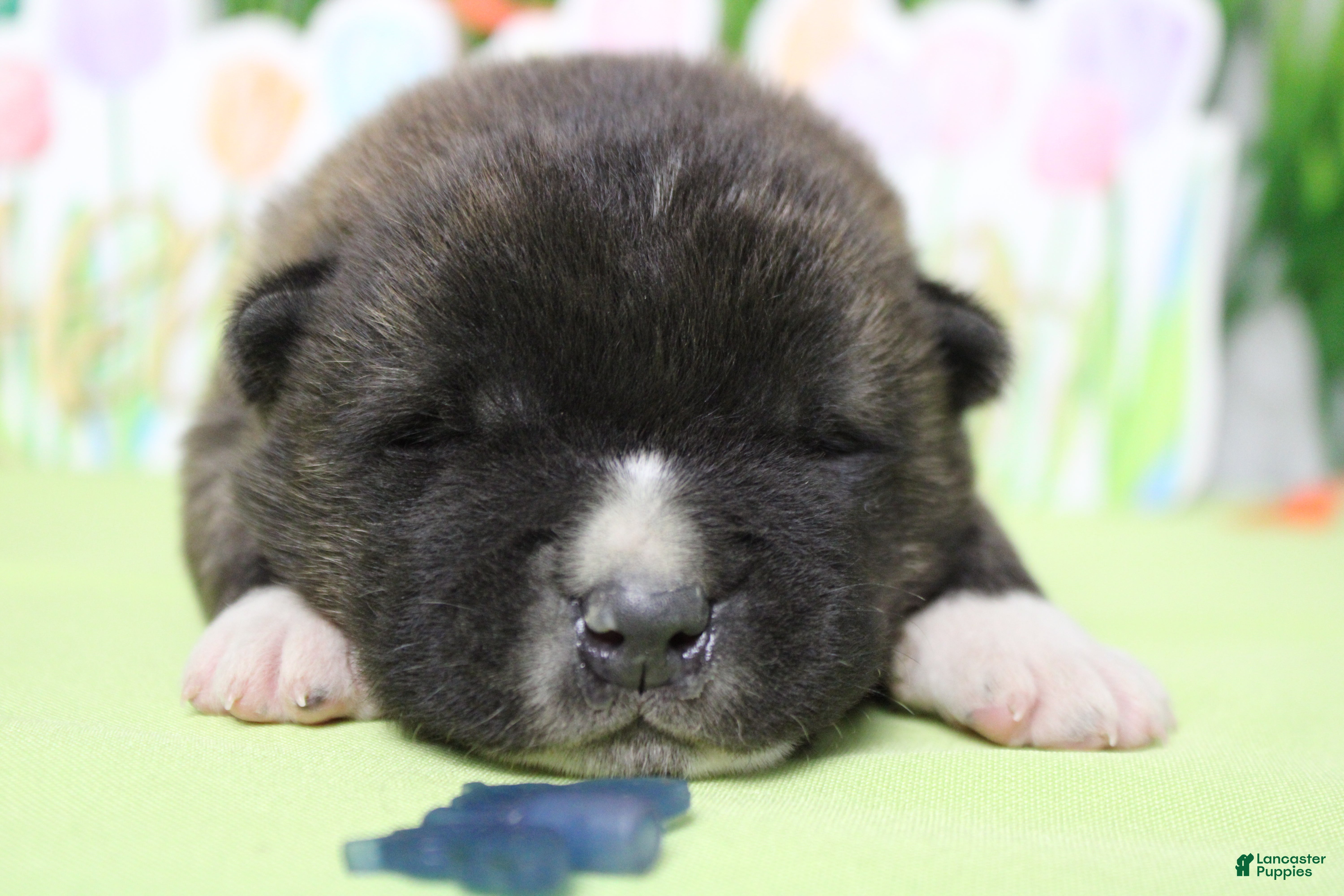 Akita dogs Macintosh - Ad 3