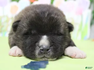 Akita dogs Macintosh - Ad 3