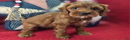 Cockapoo dogs for sale: Emily - Ad 4