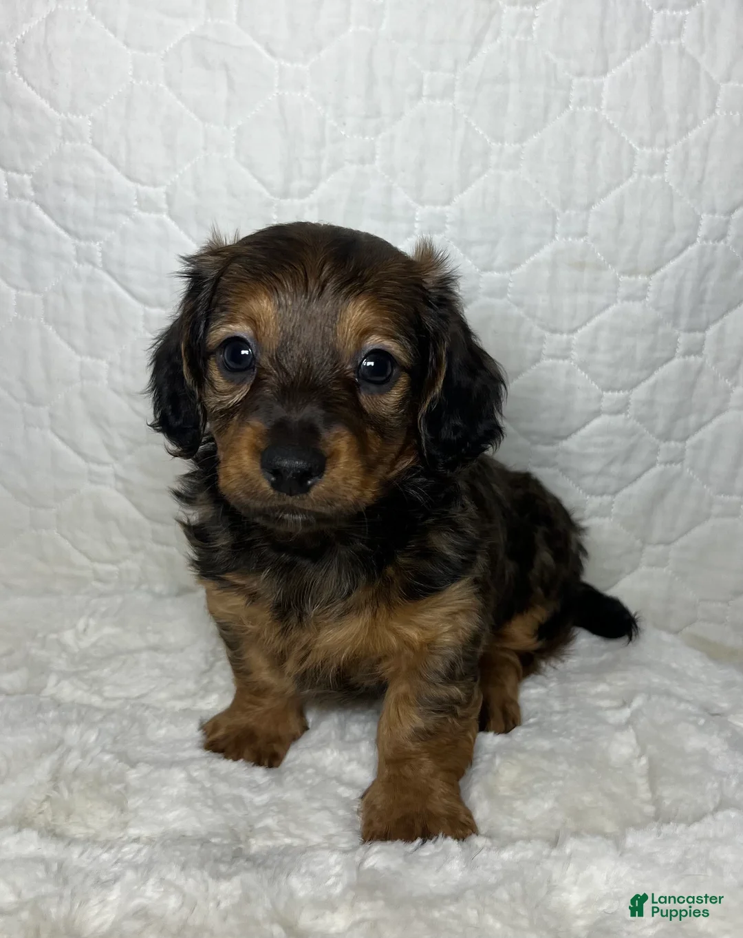 Miniature Dachshund dogs for sale: Miniature Dachshund Puppy 1 - Ad 4