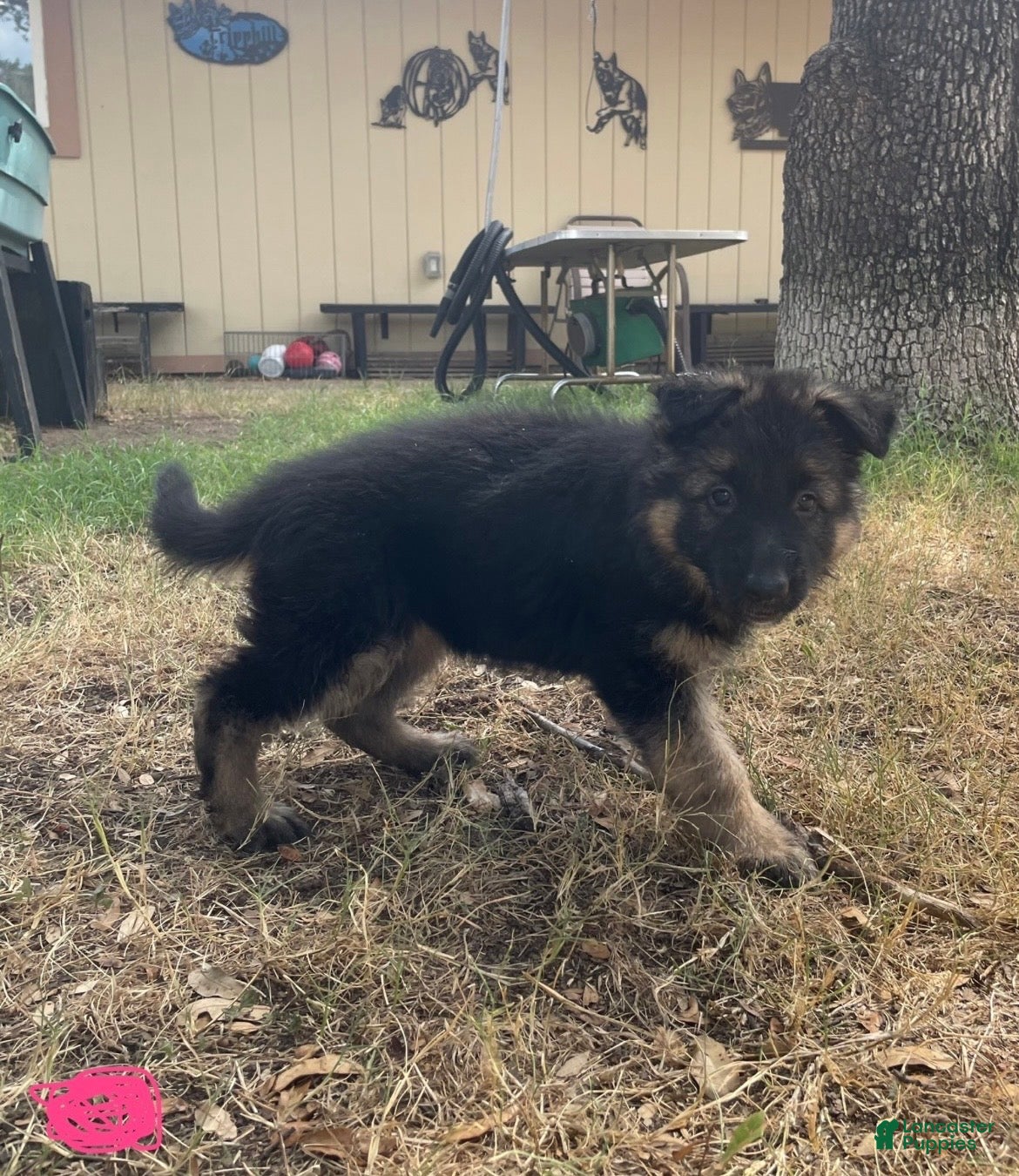 German Shepherd dogs Pink - Ad 11