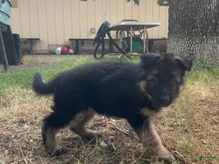 German Shepherd dogs Pink - Ad 11