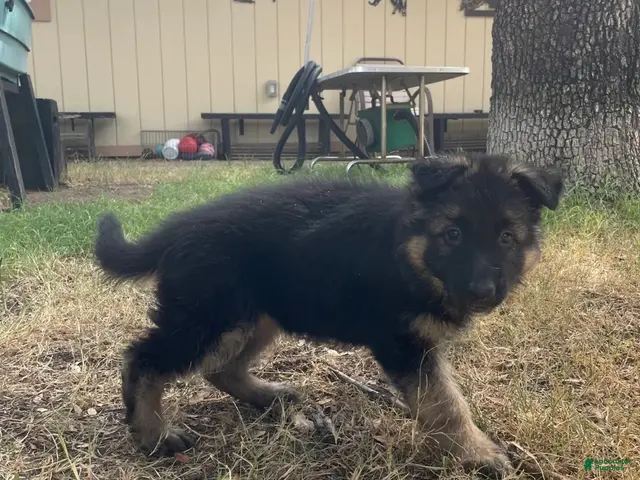 German Shepherd dogs for sale: Pink - Ad 18