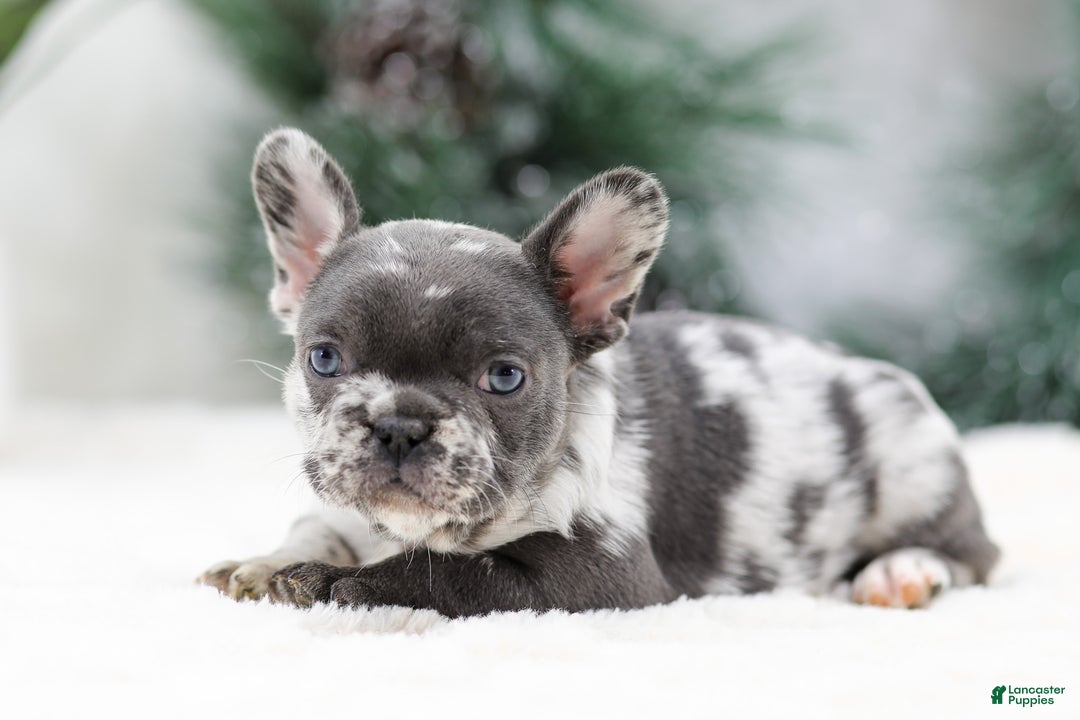 French Bulldog dogs for sale: Twinkle - Ad 1