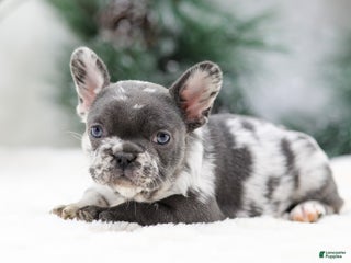 French Bulldog dogs Twinkle - Ad 4