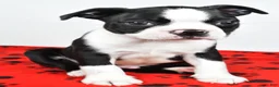 Boston Terrier dogs for sale: Charles - Ad 7