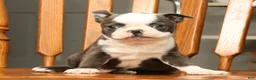 Boston Terrier dogs for sale: Bingo - Ad 6
