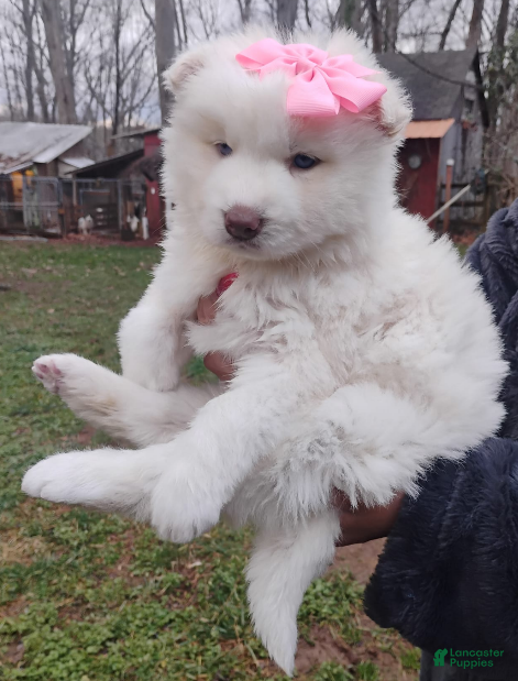 Siberian Husky dogs Siberian Husky Puppy 7 - Ad 1