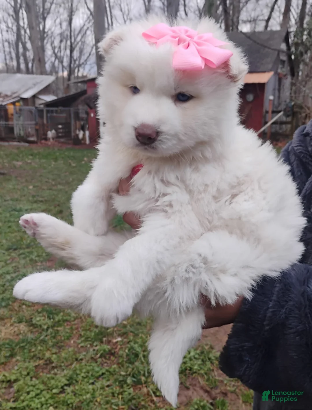 Siberian Husky dogs for sale: Siberian Husky Puppy 7 - Ad 1