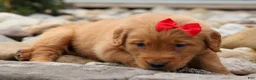 Golden Retriever dogs for sale: Quinton💙 - Ad 12