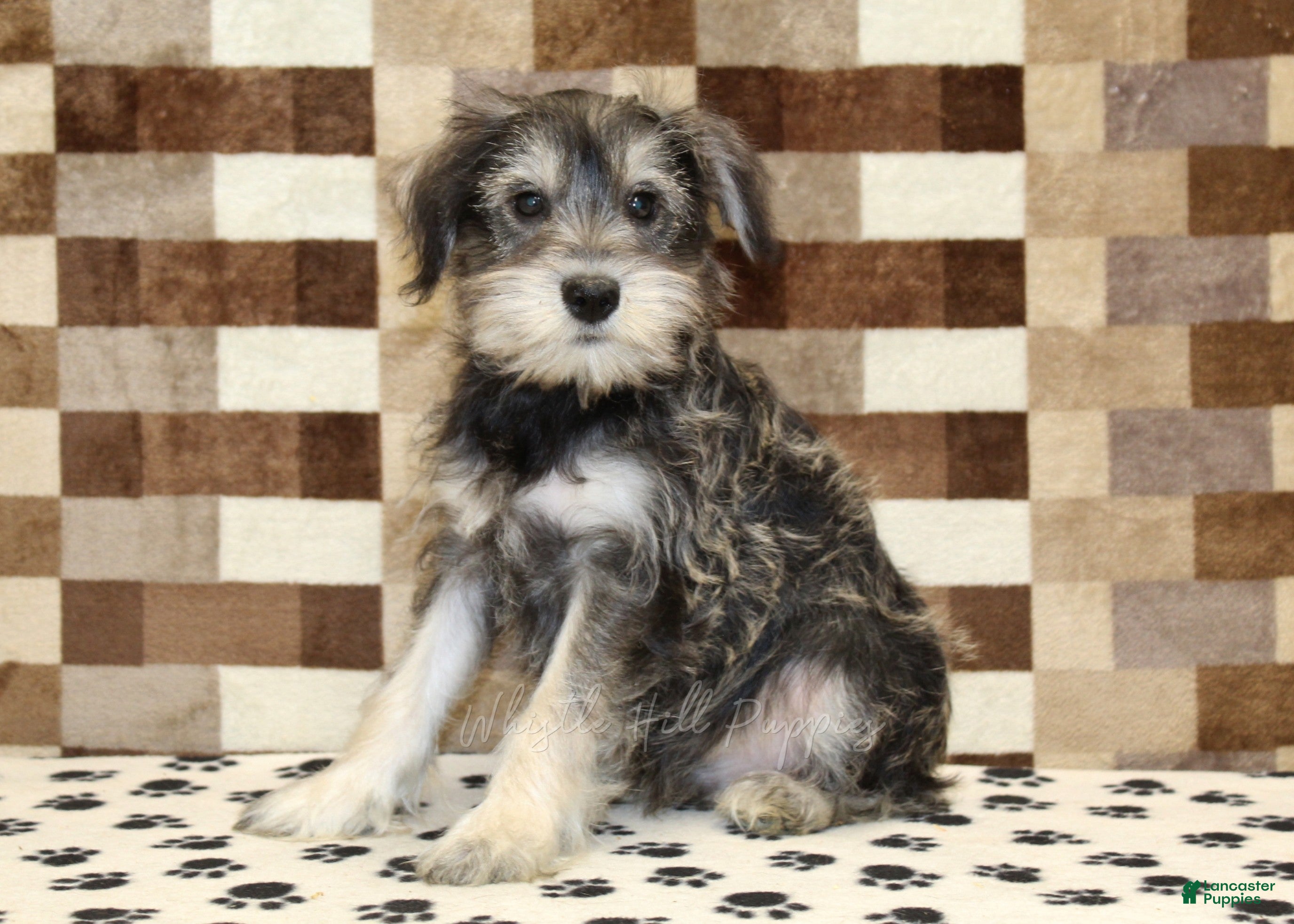 Miniature Schnauzer dogs Elmo - Ad 1