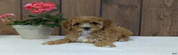 Cavapoo dogs for sale: Paisley  - Ad 4