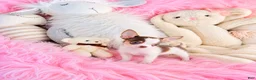Chihuahua dogs for sale: Chihuahua 1 - Ad 2