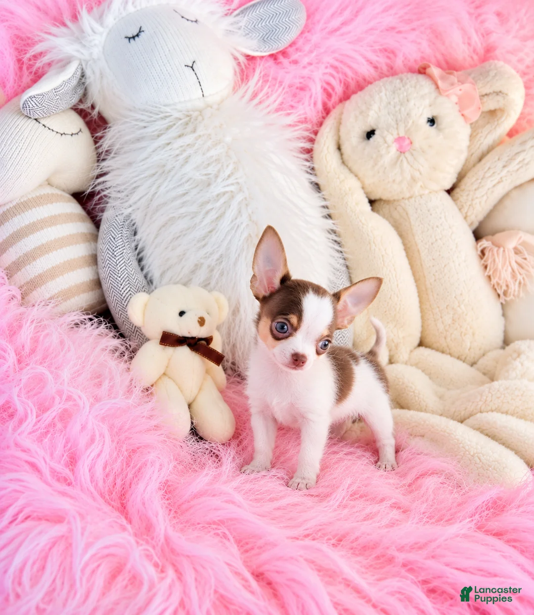 Chihuahua dogs for sale: Chihuahua 1 - Ad 2